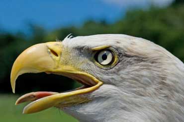 [Изображение: eagle-head-eyes-beak.jpg]