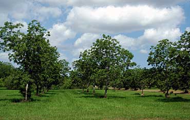 pecan orchard