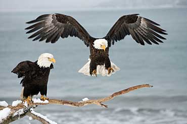 American Bald Eagles