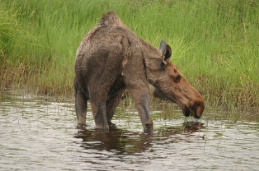 Moose
