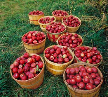 Bushels of Red Apples