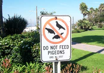 Do Not Feed the Pigeons