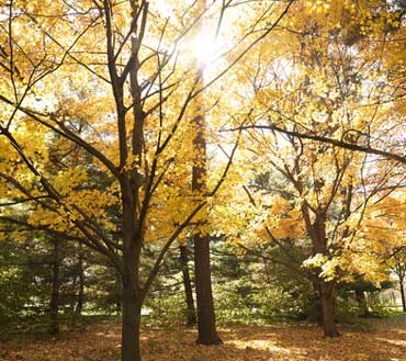 Forest in Fall