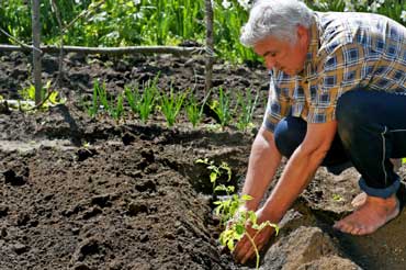 Man Planting Tomato Plants