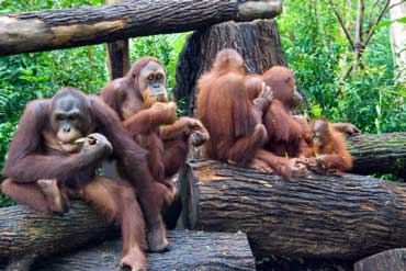 Group of Orangutans