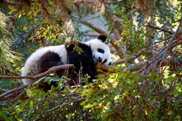 Panda in a Tree