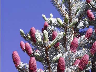 Blue Spruce Tree Cones - State Tree of Utah