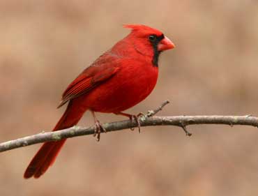 Cardinal - State Bird of North Carolina