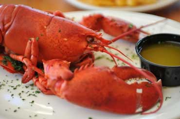 Cooked Maine Lobster on a Plate with Melted Butter