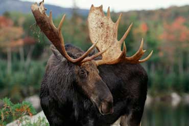 Moose - State Animal of Maine
