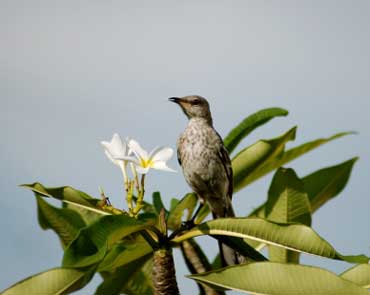 Mocking Bird - Florida's State Bird