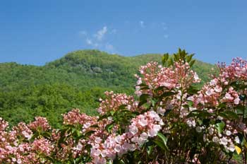 Mountain Laurel - State Flower of Pennsylvania
