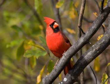 Cardinal - State Bird of Virginia