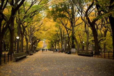 Central Park in Fall