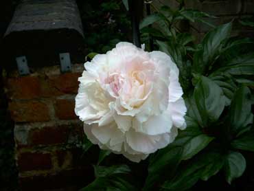Peony - State Flower of Indiana