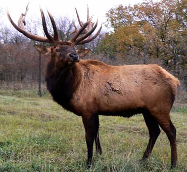 Rocky Mountain Elk - State Animal of Utah