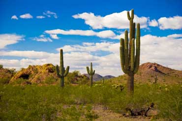 Saguaro Cactus