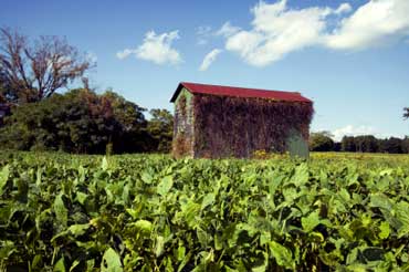 Tobacco Field in North Carolina