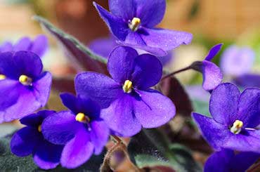 Violets - State Flower of Illinois